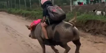 Garoto viraliza ao voltar da escola montado em porco no interior de Alagoas