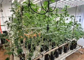 Polícia descobre estufa de supermaconha em casa de luxo em SC