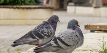 Se van de inmediato: las 5 plantas que alejan a cualquier paloma de su ventana