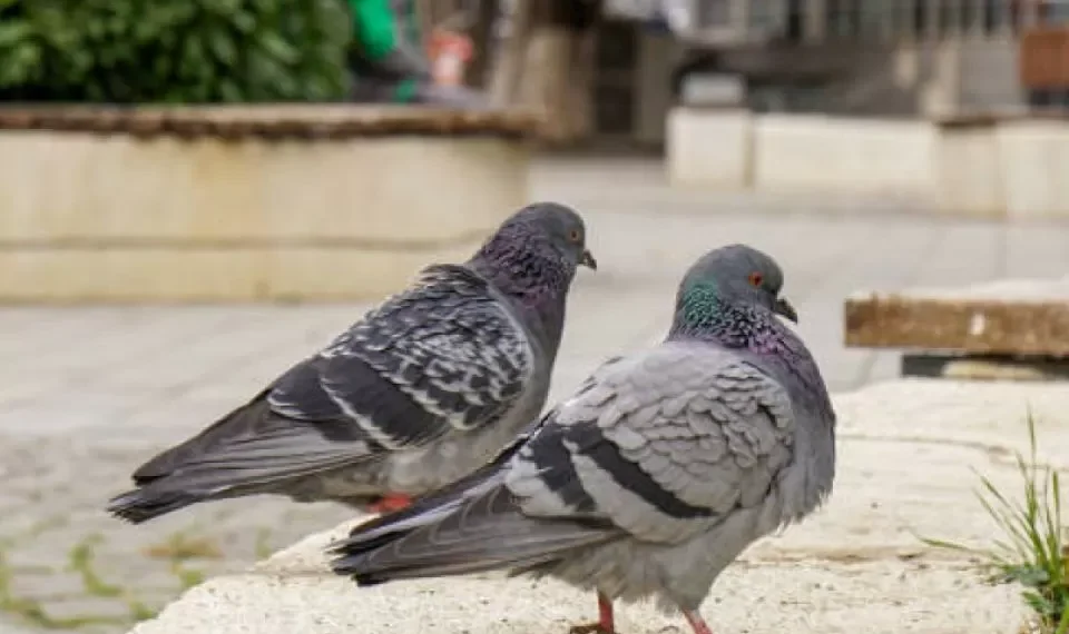 Se van de inmediato: las 5 plantas que alejan a cualquier paloma de su ventana