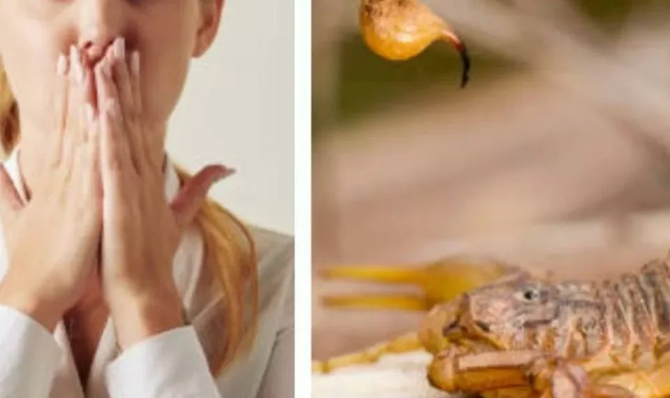 Si quiere evitar alacranes en casa, este es el lugar que debe limpiar de inmediato