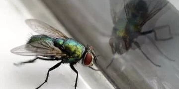¿Cómo prevenir la aparición de moscas en la cocina? Todo lo que hay que saber