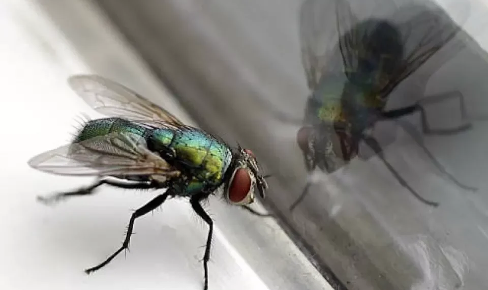 ¿Cómo prevenir la aparición de moscas en la cocina? Todo lo que hay que saber