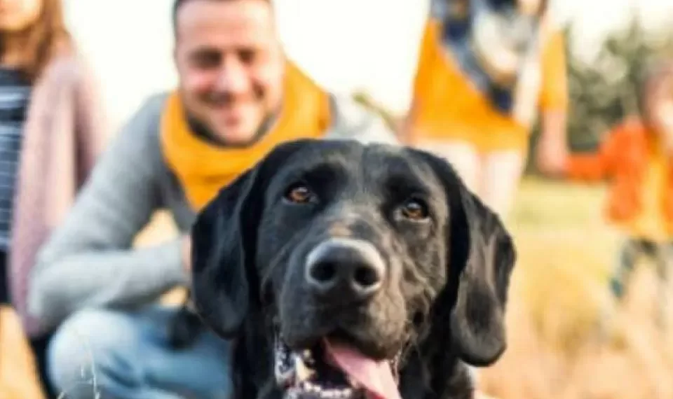 Si no le gustan los perros desconocidos: estos son los 3 olores que los atraen