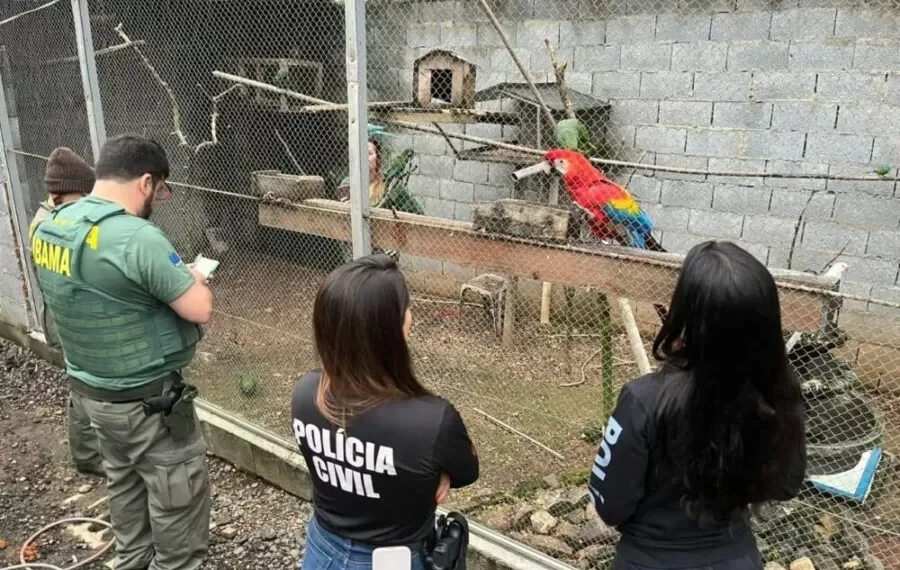 Operação em Ascurra termina com apreensão de 18 animais silvestres mantidos irregularmente