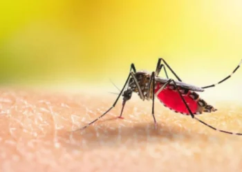 Este es el color que más atrae a los mosquitos y que debería evitar en su casa o ropa