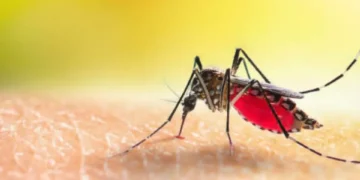 Este es el color que más atrae a los mosquitos y que debería evitar en su casa o ropa