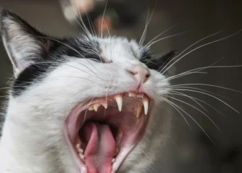 Si no le gustan los gatos en casa: estos son los 4 olores que más odian