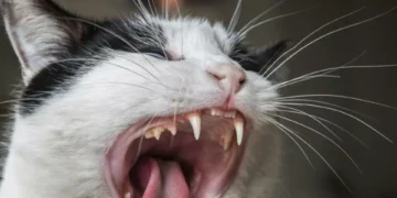 Si no le gustan los gatos en casa: estos son los 4 olores que más odian