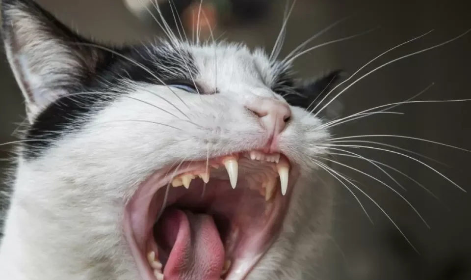 Si no le gustan los gatos en casa: estos son los 4 olores que más odian