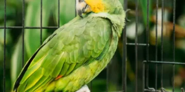 Tarda en aparecer y es muy infecciosa: la enfermedad de los loros puede dejarlo de cama