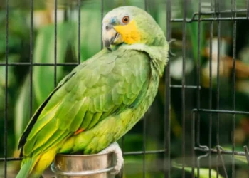 Tarda en aparecer y es muy infecciosa: la enfermedad de los loros puede dejarlo de cama