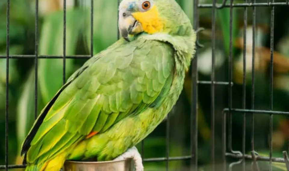 Tarda en aparecer y es muy infecciosa: la enfermedad de los loros puede dejarlo de cama