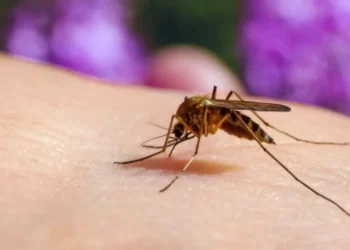 Los mosquitos odian estos 3 olores: así puede alejarlos de su casa