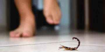 Consejo de expertos: ¿qué hacer si me pica un alacrán? Debe actuar rápido
