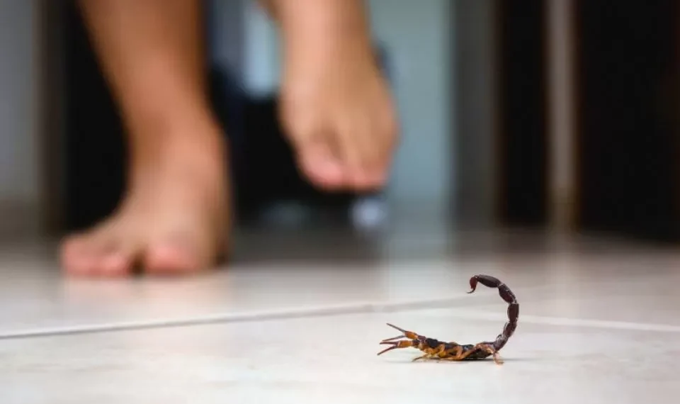 Consejo de expertos: ¿qué hacer si me pica un alacrán? Debe actuar rápido