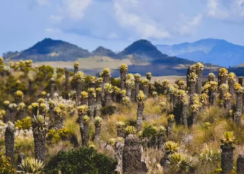 Con 5.000 habitantes, la ONU Turismo resalta este increíble paisaje natural de Colombia