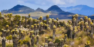 Con 5.000 habitantes, la ONU Turismo resalta este increíble paisaje natural de Colombia