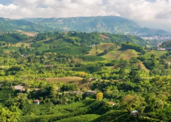 Lo dice la IA: los 3 lugares donde se toma el mejor café de Colombia
