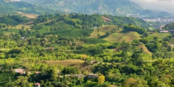 Lo dice la IA: los 3 lugares donde se toma el mejor café de Colombia