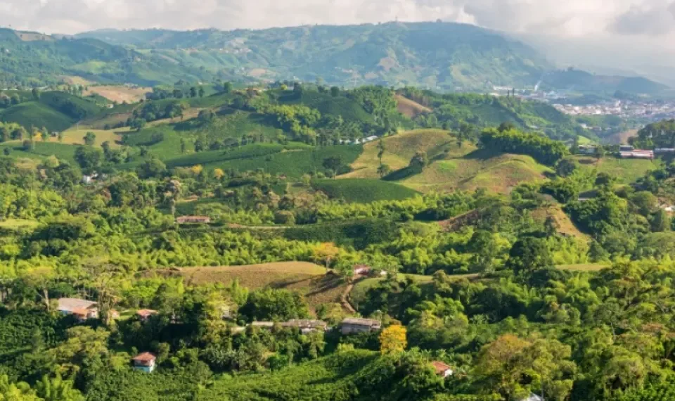 Lo dice la IA: los 3 lugares donde se toma el mejor café de Colombia