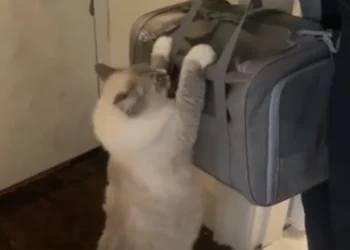 Gata se aferra a sus bebés adoptivos en desgarrador video en redes sociales