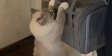 Gata se aferra a sus bebés adoptivos en desgarrador video en redes sociales