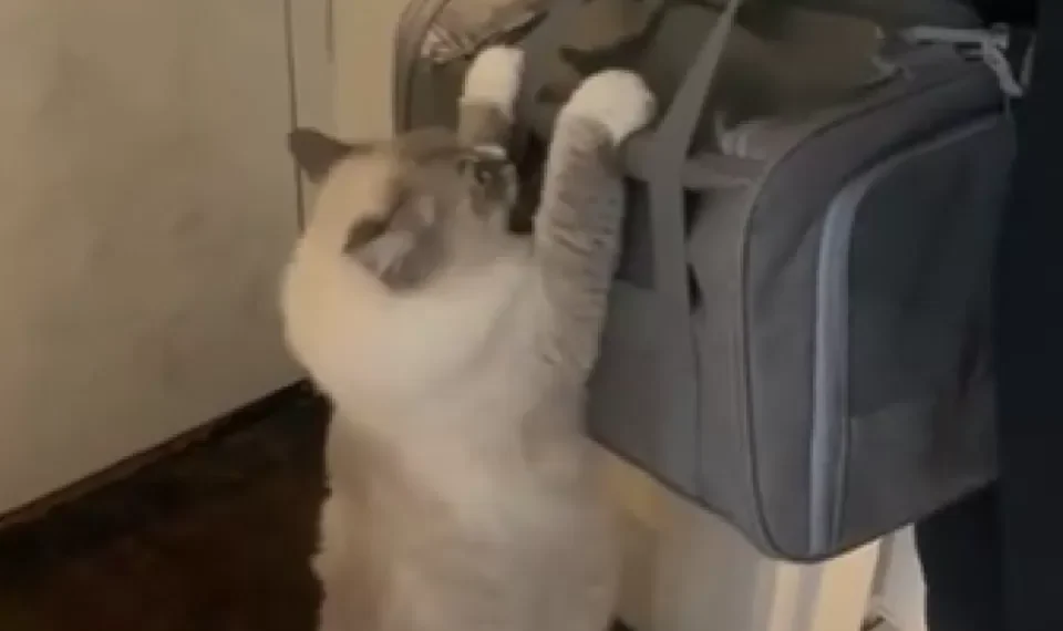 Gata se aferra a sus bebés adoptivos en desgarrador video en redes sociales