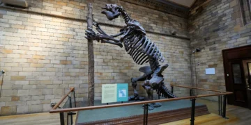 Fóssil de animal pré-histórico desafia o que sabemos da ocupação humana nas Américas