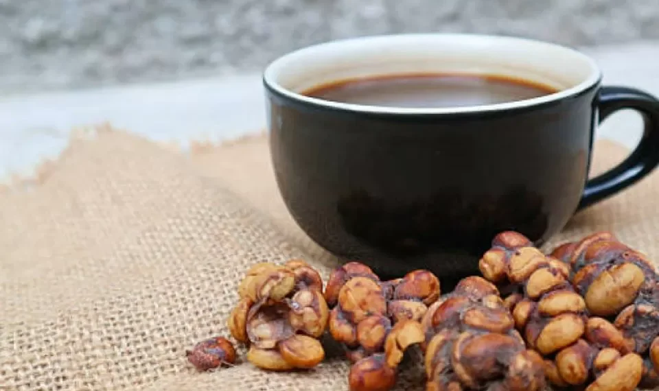 ‘Café de excremento’: el país donde se hace la bebida más cara del mundo