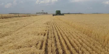 O que se sabe sobre o Plano Safra 25/26: mudança nas LCAs, juros maiores e mais