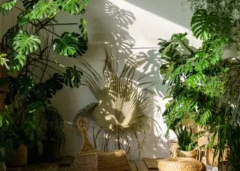 Experta reveló el truco para revivir las plantas que ya están marchitas: es buenísimo