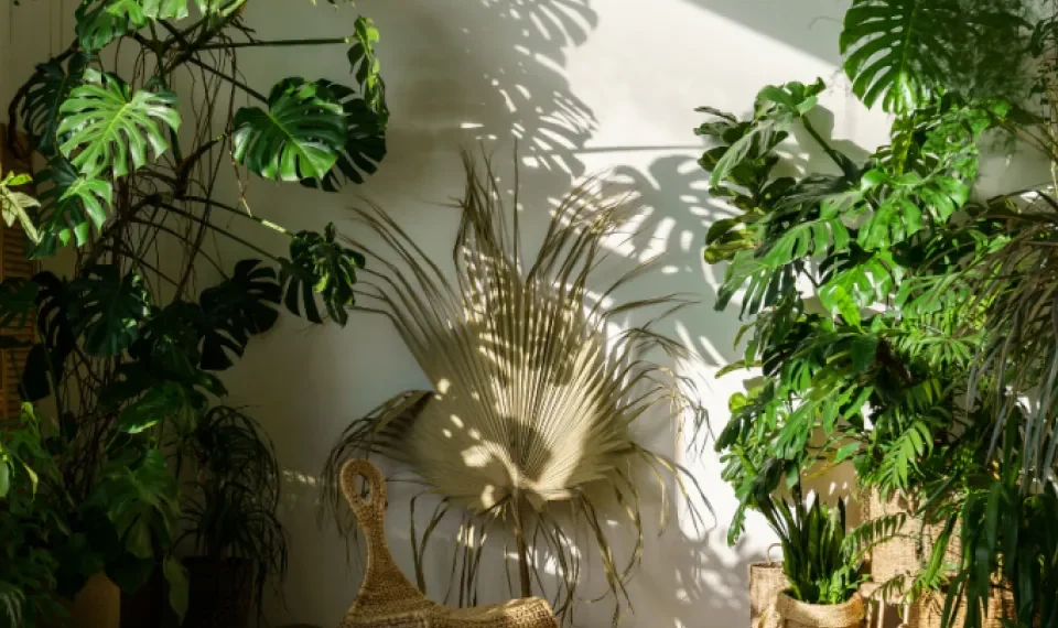 Experta reveló el truco para revivir las plantas que ya están marchitas: es buenísimo