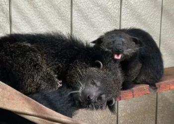 Así es el animal que huele a maíz pira con mantequilla y parece mezcla de gato y oso