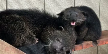 Así es el animal que huele a maíz pira con mantequilla y parece mezcla de gato y oso