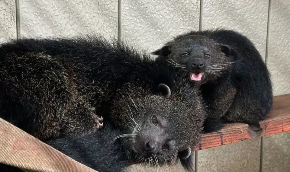 Así es el animal que huele a maíz pira con mantequilla y parece mezcla de gato y oso