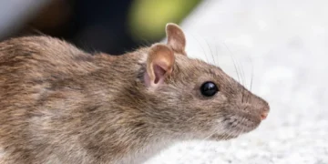 No más químicos: la planta que es ‘ideal’ para espantar ratas y ratones del hogar