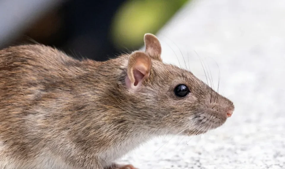 No más químicos: la planta que es ‘ideal’ para espantar ratas y ratones del hogar