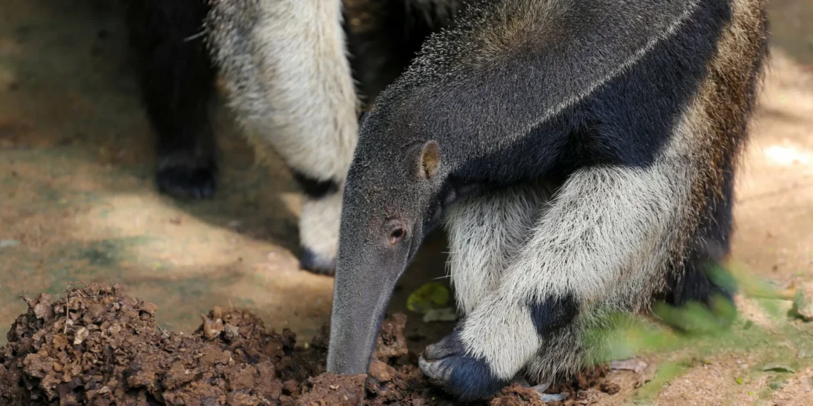Mamíferos evoluíram 12 vezes para se alimentar só de formigas, diz estudo