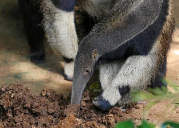 Mamíferos evoluíram 12 vezes para se alimentar só de formigas, diz estudo