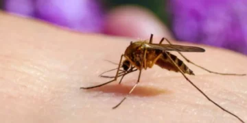 Científica colombiana halla virus en mosquitos que frenaría dengue y fiebre amarilla