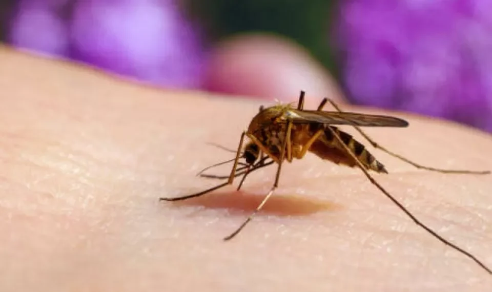 Científica colombiana halla virus en mosquitos que frenaría dengue y fiebre amarilla