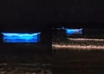 Noite azul: mar de SC brilha e encanta com fenômeno raro