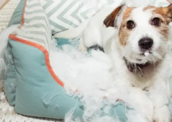 Las personas que duermen con sus mascotas en la cama tienen estos 7 rasgos