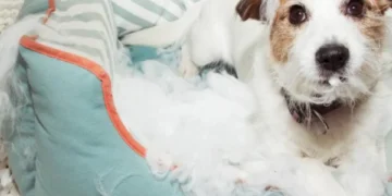 Las personas que duermen con sus mascotas en la cama tienen estos 7 rasgos