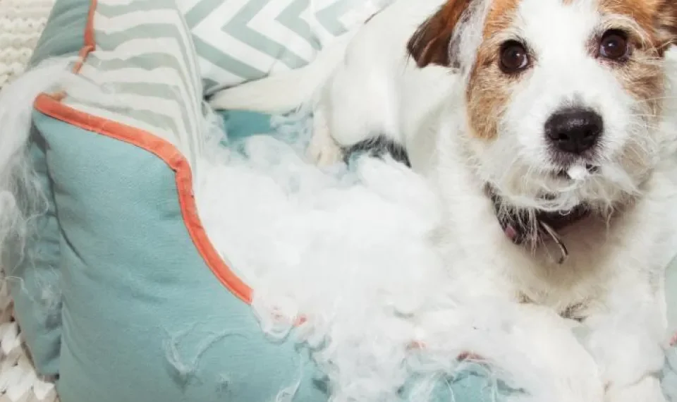 Las personas que duermen con sus mascotas en la cama tienen estos 7 rasgos