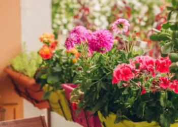 Estas plantas podrían ahuyentar la abundancia de su casa, cuidado