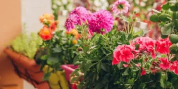 Estas plantas podrían ahuyentar la abundancia de su casa, cuidado