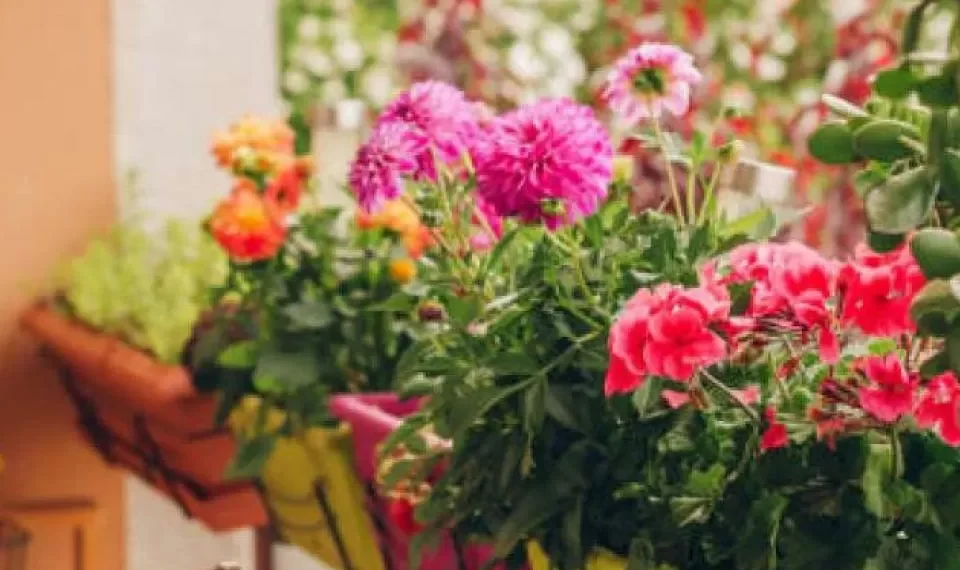Estas plantas podrían ahuyentar la abundancia de su casa, cuidado