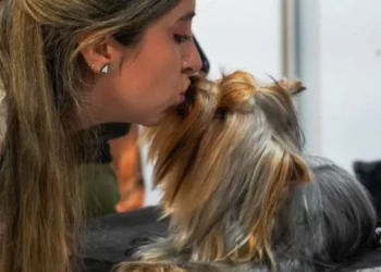 Cuál es la raza de perro más favorita y elegida por los colombianos, según la IA